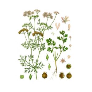 Coriander Leaves (Dhaniya) 100g