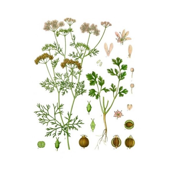 Coriander Leaves (Dhaniya) 100g