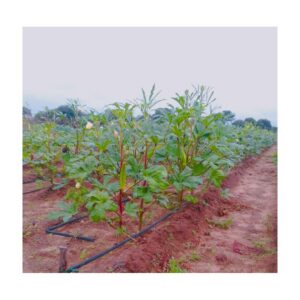 Lady Finger (Bhindi) 500g