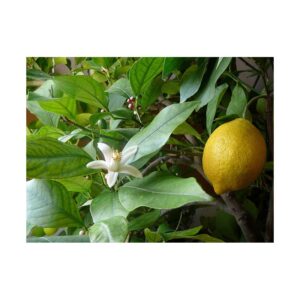 Lemon (Nimbu) 250g
