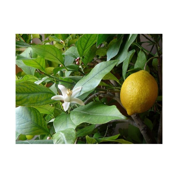 Lemon (Nimbu) 250g